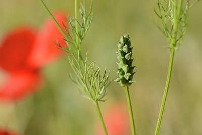 BUITEN BEELD Foto: 216031