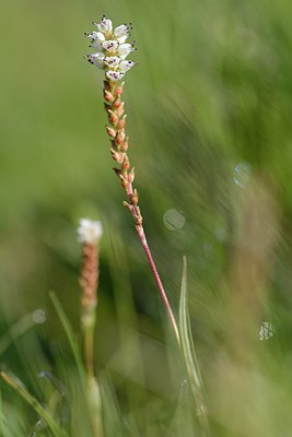 BUITEN BEELD Foto: 216032