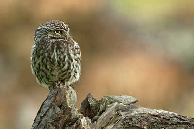 BUITEN BEELD Foto: 216041