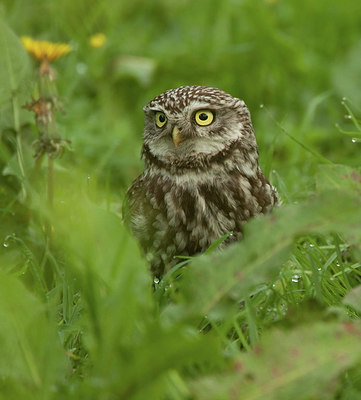 BUITEN BEELD Foto: 216043