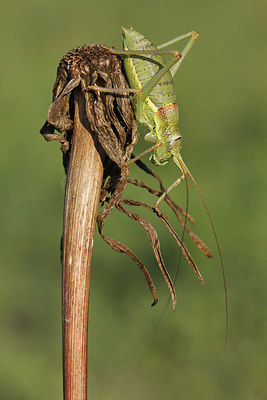 BUITEN BEELD Foto: 216044