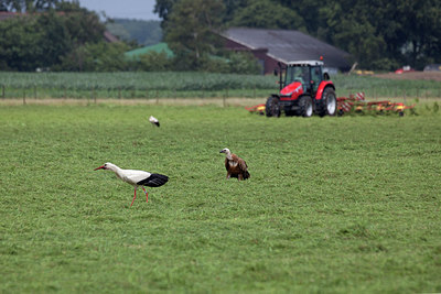 BUITEN BEELD Foto: 216045