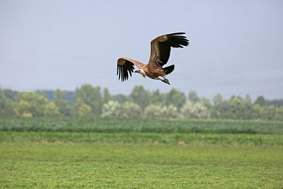 BUITEN BEELD Foto: 216048