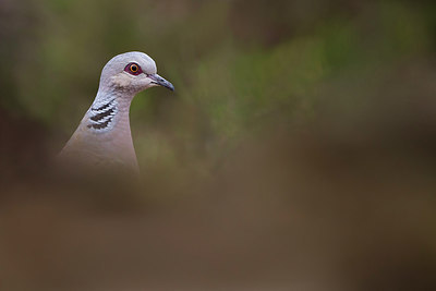 BUITEN BEELD Foto: 216056