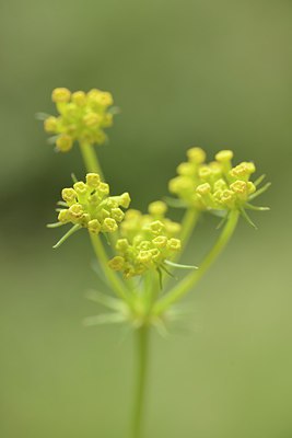 BUITEN BEELD Foto: 216063