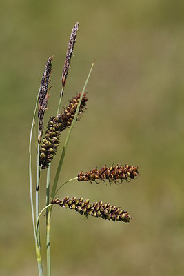 BUITEN BEELD Foto: 216069