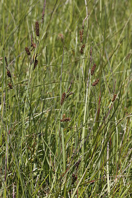 BUITEN BEELD Foto: 216070