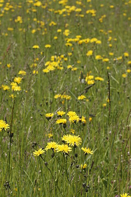 BUITEN BEELD Foto: 216071
