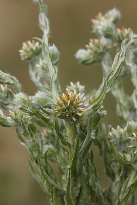 BUITEN BEELD Foto: 216075