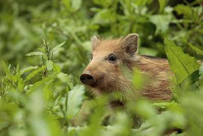 BUITEN BEELD Foto: 216113