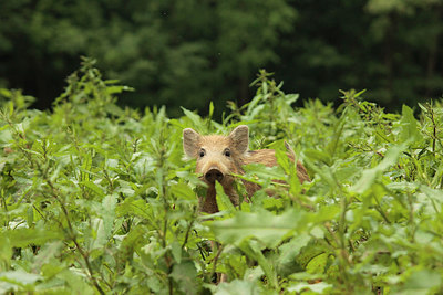 BUITEN BEELD Foto: 216114