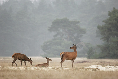 BUITEN BEELD Foto: 216134