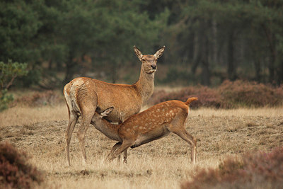BUITEN BEELD Foto: 216137