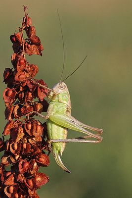 BUITEN BEELD Foto: 216156