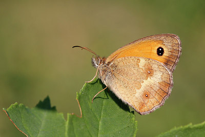 BUITEN BEELD Foto: 216162