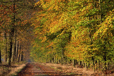 BUITEN BEELD Foto: 216178