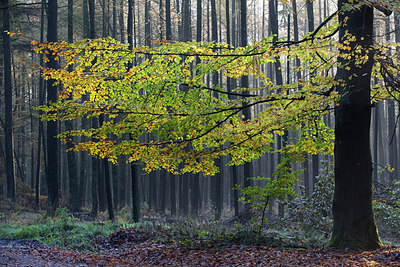 BUITEN BEELD Foto: 216179