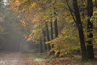 BUITEN BEELD Foto: 216187