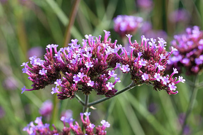 BUITEN BEELD Foto: 216190