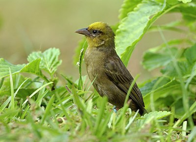 BUITEN BEELD Foto: 216202