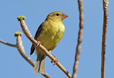 BUITEN BEELD Foto: 216226