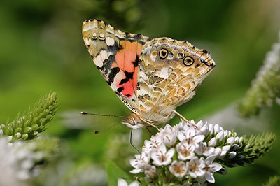 BUITEN BEELD Foto: 216231