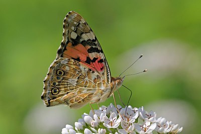 BUITEN BEELD Foto: 216232