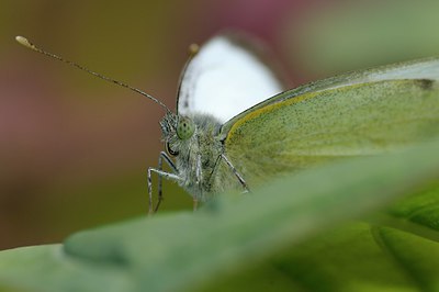 BUITEN BEELD Foto: 216236