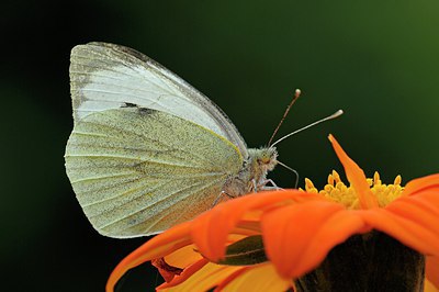 BUITEN BEELD Foto: 216238