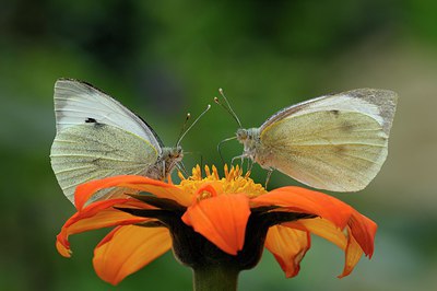 BUITEN BEELD Foto: 216239