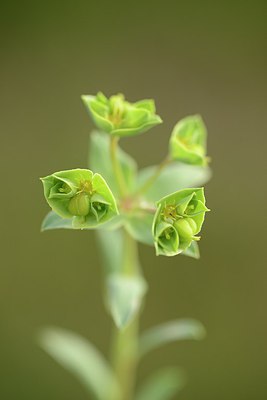 BUITEN BEELD Foto: 216265