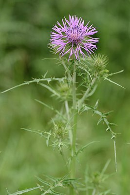 BUITEN BEELD Foto: 216267