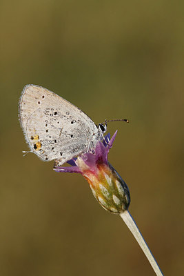 BUITEN BEELD Foto: 216303