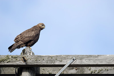 BUITEN BEELD Foto: 216333