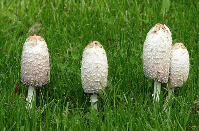 BUITEN BEELD Foto: 216341