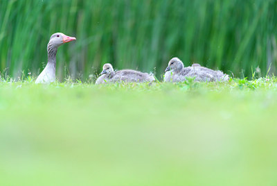 BUITEN BEELD Foto: 216378