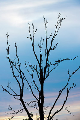 BUITEN BEELD Foto: 216396