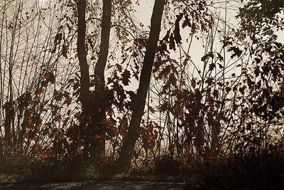 BUITEN BEELD Foto: 216403