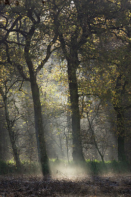 BUITEN BEELD Foto: 216406