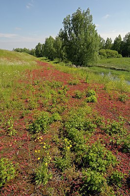 BUITEN BEELD Foto: 216411