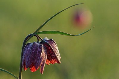 BUITEN BEELD Foto: 216455