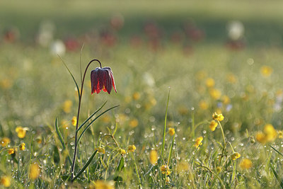 BUITEN BEELD Foto: 216460