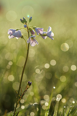 BUITEN BEELD Foto: 216476