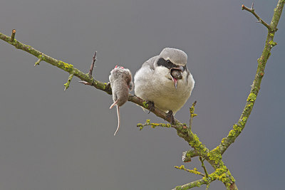 BUITEN BEELD Foto: 216492