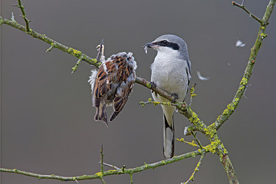 BUITEN BEELD Foto: 216493