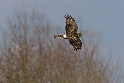 BUITEN BEELD Foto: 216494