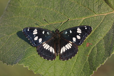BUITEN BEELD Foto: 216506