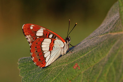 BUITEN BEELD Foto: 216507