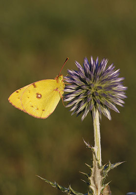 BUITEN BEELD Foto: 216508