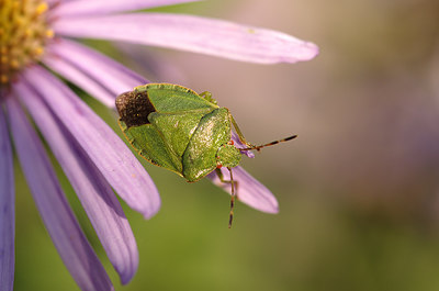 BUITEN BEELD Foto: 216528